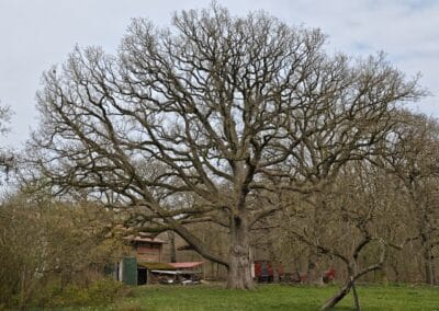 Hofeiche Klostersee: mit seiner spektakulären, weitgehend intakten Krone und eindrucksvoll geschlängelten dichten Ästen