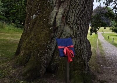 Ausrufung der Schlosspark-Eiche Fürstin Luise in Putbus: die Baumtafel pünktlich zum Sonnenaufgang installiert