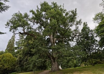 Ausrufung der Schlosspark-Eiche Fürstin Luise in Putbus: Schlosspark-Eiche Gräfin Luise in ihrer ganzen Pracht mit einigen Senioren-Macken