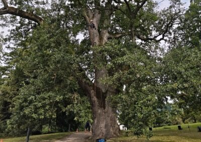 Ausrufung der Schlosspark-Eiche Fürstin Luise in Putbus: die ausgiebig untersucht werden: ein Baumkletterer der jungen Arboristen-Teams in schwindeliger Höhe im Baum