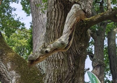 Ausrufung der Schlosspark-Eiche Fürstin Luise in Putbus: …und ein sehr freundliches Baumwesen aus der Eiche schaut dabei interessiert zu – spektakulär!