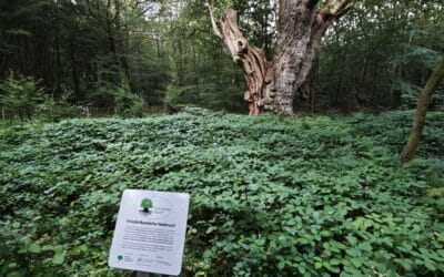 Ausrufung der „Königin vom Hasbruch“ (bei Bremen) bei bester Stimmung vollzogen