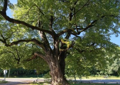 Röthlinde in München: ein prächtiger Baum-Veteran, direkt an der Straße auf großer Wiese