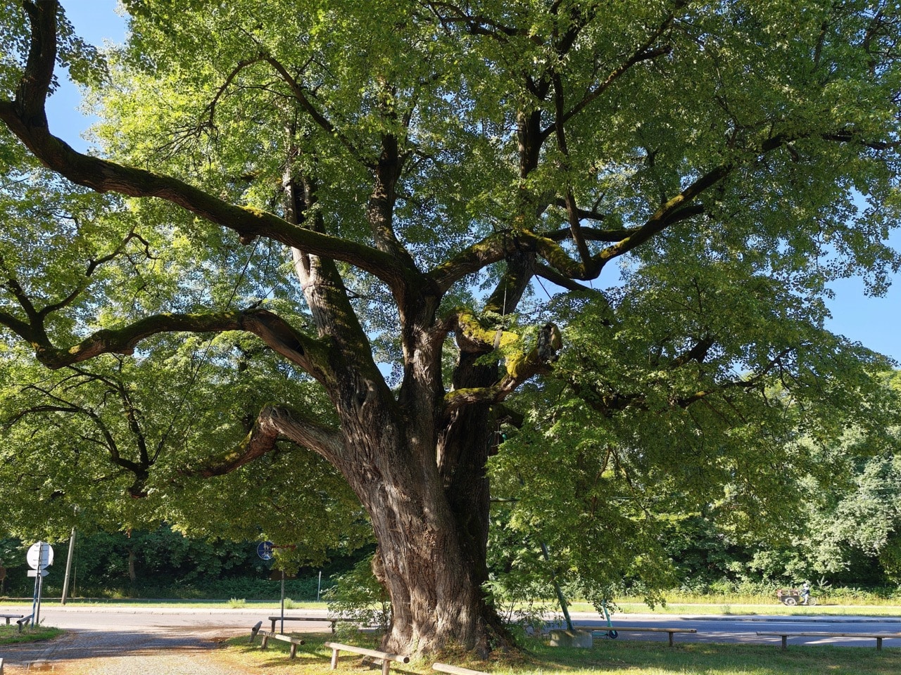 Röthlinde in München: ein prächtiger Baum-Veteran, direkt an der Straße auf großer Wiese