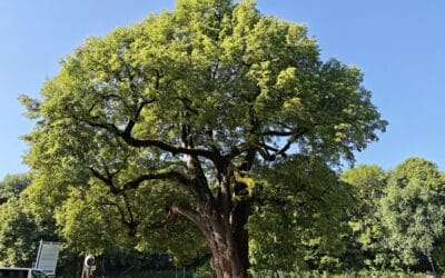 Röthlinde in München als Nationalerbe-Baum ausgewählt