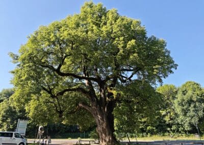 Röthlinde in München: mit harmonischer geschlossener Krone und durch etwas Schiefstand ein Charakterbaum