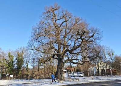 Röthlinde in München: gut abgegrenzt vom Fußweg durch unterbrochene Rundholzzaun-Elemente