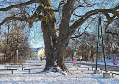 Röthlinde in München: und Abstützung des über die Straße ragenden Astes (A-Stütze)