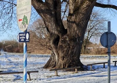 Röthlinde in München: monumentaler altehrwürdiger Stamm mit typischen Senioren-Macken