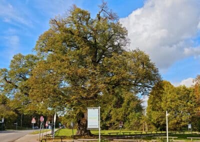 Ausrufung Röthlinde in München: Dafür erstrahlte die Linde dann um so mehr mittags kurz vor der Feier in der Sonne in herbstlicher Stimmung…