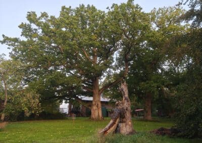Ausrufung der Hofeiche Klostersee: der Ehrenbaum in seiner vitalen Pracht mit riesiger Krone