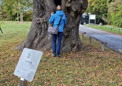 Ausrufung Röthlinde in München: …und der neue Ehrenbaum wird sogleich inspiziert – dort unten ist der Waldkauz aber nicht zu finden.