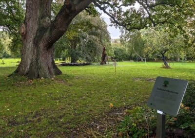 Ausrufung der Hofeiche Klostersee: stolzer Baumveteran, nun mit Tafel und jüngerem Alter als erwartet: durch Grundwasseranschluss